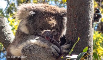 Koala mum & cub