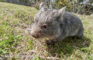 Baby Wombat out for a feed