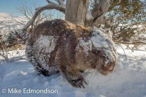 Snowy Wombat