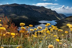 Wildflower bloom above Lake Albina 