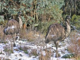 Emus in the snow