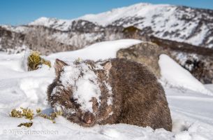 Snowy wombat