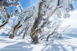 Alpine-Snowgum-forest