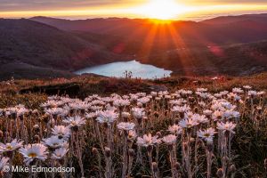 Alpine Daiosy sunrise above Blue Lake