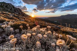 Alpine Sunray flowers view to Mt Bogong from Kosciuszko