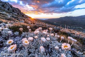 Alpine Sunray sunset flowers from Mt Kosciuszko