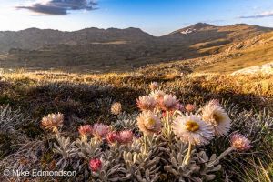 Alpine Sunray flowers view to Mt Townsend