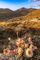 Alpine Sunray flowers view to Mt Townsend