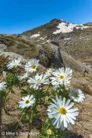 Anemone Buttercup under Mt Townsend