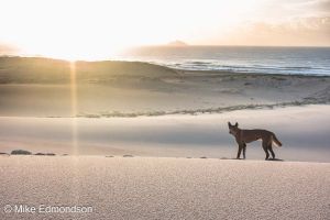 Dingoe watching the sunrise