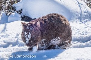 Snowy Wombat out setting fresh tracks!