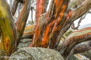Red colourfull Snowgums 