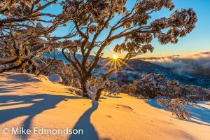 Golden sunrise Snowgums