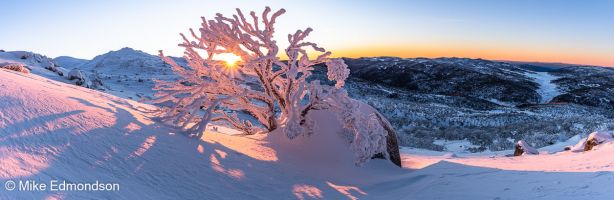 Lone Ramshead Snowgum at sunrise 