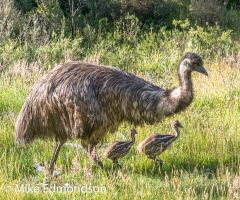 Emu Family