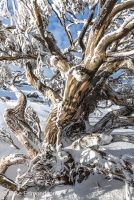 Gnarly Snowgum encrusted in ice