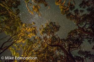 Starlitt night framed through Narrawallee forest