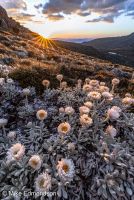 Alpine Sunray flowers view to Mt Bogong from Kosciuszko