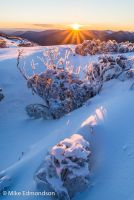 Buried Snowgums at sunrise