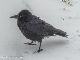 Snow Raven