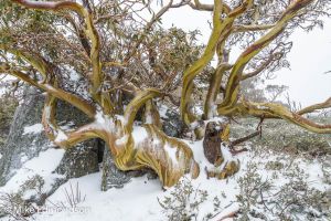 Charlotes Pass Snowgum 