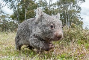 Baby Wombat on the run