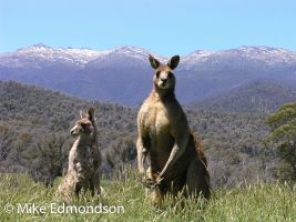 Eastern Grey Kangaroos, Geehi Flat