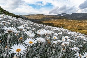 Fields of Alpine Daiosies below Mt Twynam