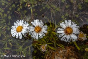 Floating Daisies above the Snowy River 