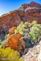 Ghost Gum  Larapinta (West MacDonnell Ranges)
