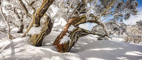 Golden ancient Snow Gum