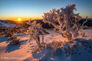 Golden Ice Rimed Snow Gums
