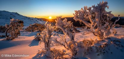 Golden Ice Rimed Snow Gums