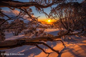 Golden Snow Gum sunrise