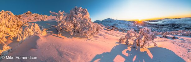 Golden Snowgum sunrise