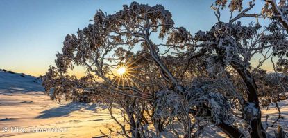 Golden sunrise Snow Gum