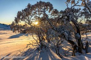 Golden sunrise Snow Gum