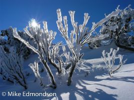 Ice Fingers, Mt Blue Cow