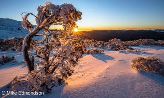Ice Rimed Golden Sunrise