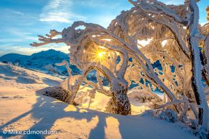 Icy Ramshead Snowgum Sunrise