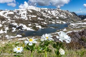 Kosciuszko Buttercups above Lake Albina