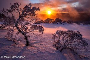Misty pink Snow Gum sunrise
