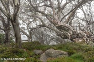 Misty Ramshead Snow Gums