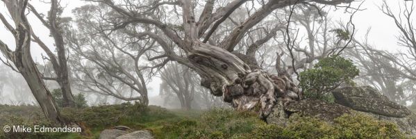 Misty Ramshead Snow Gums