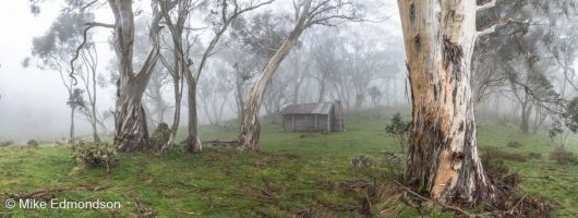 MIsty Snowgums at Cascade Hut