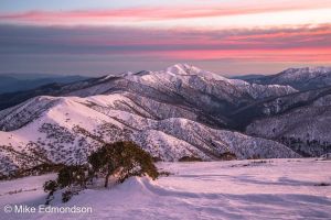 Mt Feathertop Snowgum sunrise 