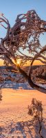 Thredbo valley sunrise Snowgum