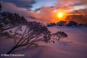Pink Snow Gum sunrise