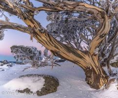 Pre-dawn Moonset Snow Gum