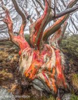 Red Nugget Snow Gum